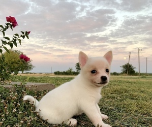 Chiranian Puppy for sale in COVINGTON, TX, USA