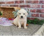 Small #6 Golden Retriever