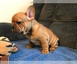 Small Photo #11 French Bulldog Puppy For Sale in MIDDLEBURG, FL, USA