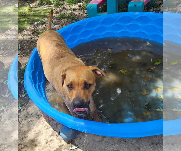Medium Photo #9 Labrador Retriever-Unknown Mix Puppy For Sale in Tracy City, TN, USA