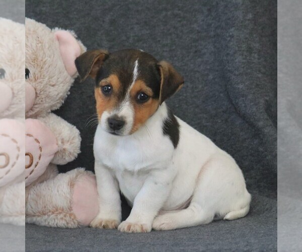 Medium Photo #1 Jack Russell Terrier Puppy For Sale in LEBANON, PA, USA
