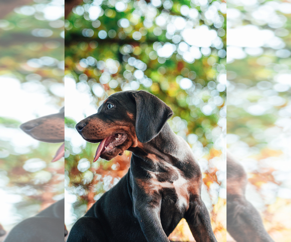 Medium Photo #2 Catahoula Leopard Dog Puppy For Sale in WILSONVILLE, OR, USA