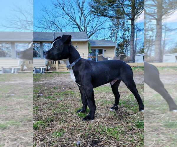Medium Photo #1 Mutt Puppy For Sale in Wenonah, NJ, USA