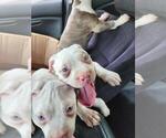 Small #1 American Bully