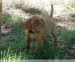 Small #4 Vizsla