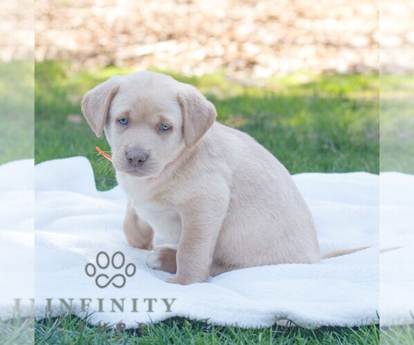 Medium Photo #2 Labrador Retriever Puppy For Sale in NARVON, PA, USA