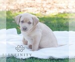 Small #1 Labrador Retriever
