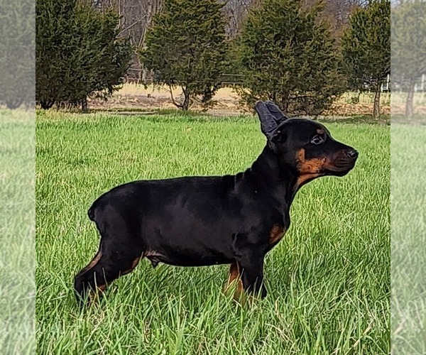 Medium Photo #3 Doberman Pinscher Puppy For Sale in MARYSVILLE, IN, USA