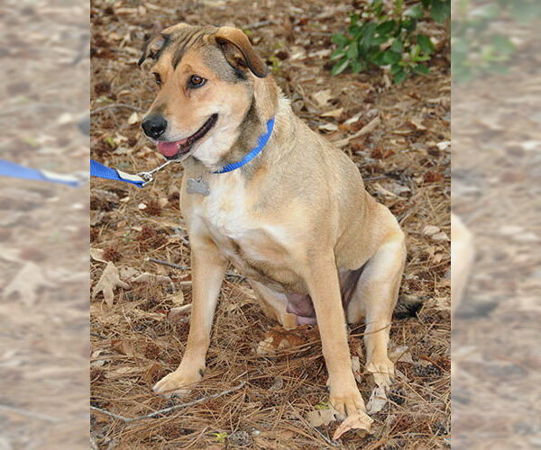 Medium Photo #4 Mutt Puppy For Sale in Lake Wylie, SC, USA