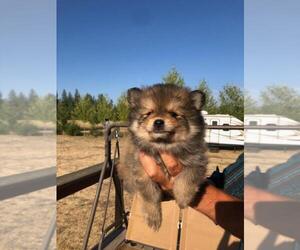 Pomeranian Puppy for sale in GARWOOD, ID, USA