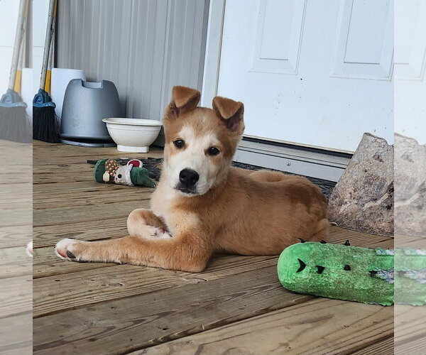 Medium Photo #3 Siberian Husky-Unknown Mix Puppy For Sale in Oakhurst, NJ, USA