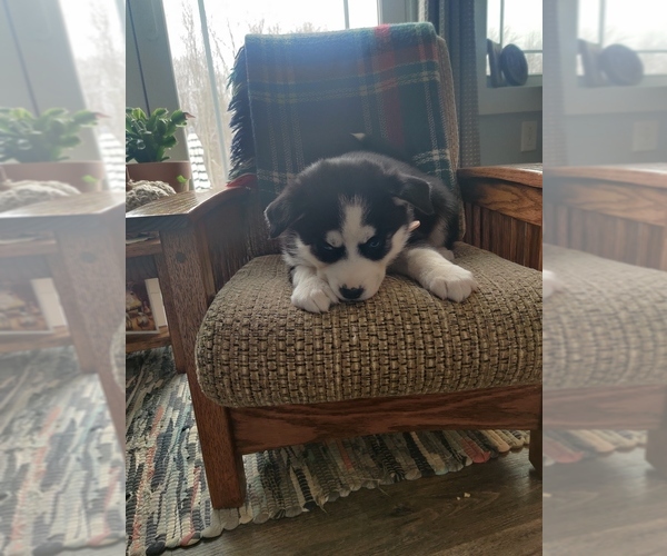 Medium Photo #6 Siberian Husky Puppy For Sale in AUBURN, NY, USA