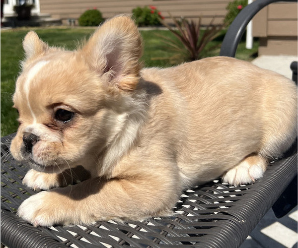 Medium Photo #2 French Bulldog Puppy For Sale in ELK GROVE, CA, USA