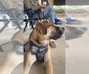 Duke - Male Great Dane-Unknown Mix Dog for Adoption - Photo #3