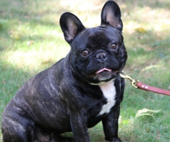 Medium Photo #1 French Bulldog Puppy For Sale in LINCOLN, CA, USA