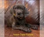 Puppy Yellow Collar F Cane Corso