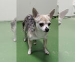 Small Chihuahua