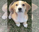 Small Photo #1 Beagle-Unknown Mix Puppy For Sale in Holly Springs, NC, USA