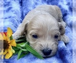 Puppy Puppy 3 Cavapoo (Miniature)