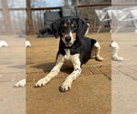 Small #14 Black and Tan Coonhound Mix