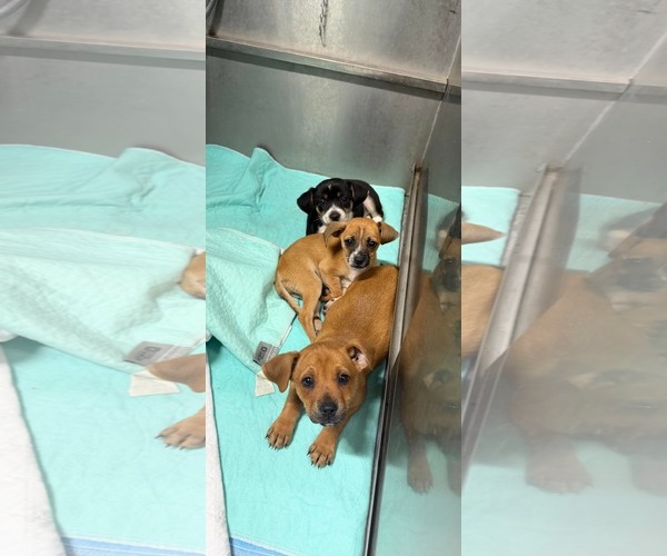 Medium Photo #2 Beagle-Unknown Mix Puppy For Sale in Oakhurst, NJ, USA