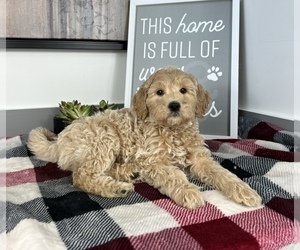 Goldendoodle (Miniature) Puppy for sale in FRANKLIN, IN, USA