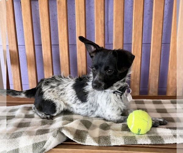 Medium Photo #3 Cairn Terrier-Unknown Mix Puppy For Sale in Genesee, WI, USA