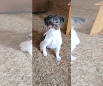 Small Photo #1 Shih-Poo Puppy For Sale in HOBART, IN, USA