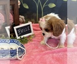 Small #4 Cavalier King Charles Spaniel