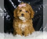 Puppy Autumn AKC Poodle (Miniature)