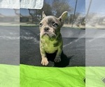 Small Photo #7 French Bulldog Puppy For Sale in NORWALK, CA, USA