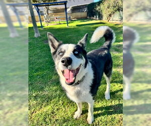 Homie - Male Siberian Husky Dog for Adoption - Photo #2