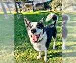 Small Photo #2 Siberian Husky Puppy For Sale in Ventura, CA, USA