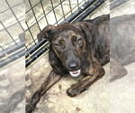 Small #1 Labrador Retriever
