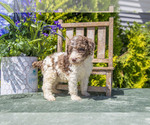 Puppy Penelope Poodle (Standard)