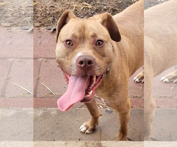 Medium Photo #13 American Staffordshire Terrier-Unknown Mix Puppy For Sale in Spotsylvania, VA, USA