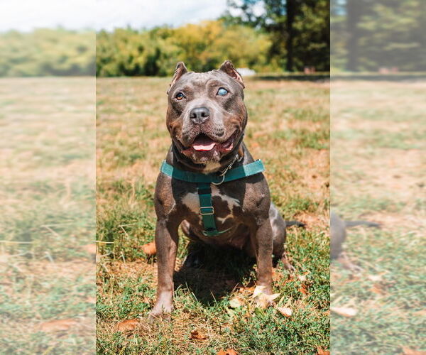 Medium Photo #16 American Staffordshire Terrier Puppy For Sale in Lawrenceville, NJ, USA