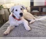 Small #37 Great Pyrenees Mix