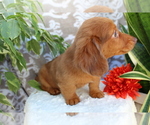 Small #4 Dachshund