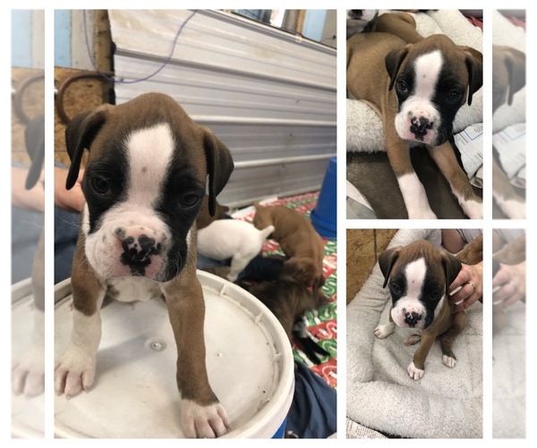 Medium Photo #2 Boxer Puppy For Sale in LEWISTOWN, PA, USA
