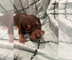 Dachshund Puppy for sale in EAST DOVER, VT, USA