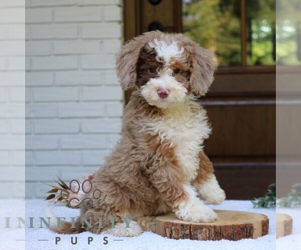 Medium Photo #1 Bernedoodle (Miniature) Puppy For Sale in NARVON, PA, USA