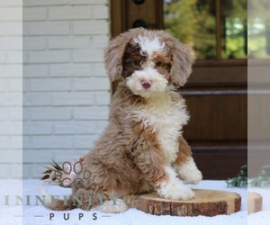 Bernedoodle (Miniature) Puppy for sale in NARVON, PA, USA