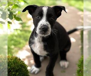 Labrador Retriever-Unknown Mix Dogs for adoption in San Diego, CA, USA