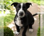 Small Labrador Retriever Mix