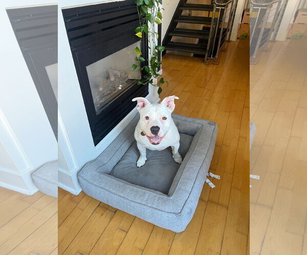 Medium Photo #4 American Pit Bull Terrier Puppy For Sale in Hayward, CA, USA