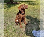 Small Photo #3 Labrador Retriever Puppy For Sale in ALEXANDRIA, VA, USA