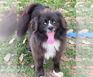 Chiranian Dogs for adoption in Oakhurst, NJ, USA