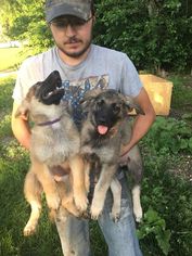 German Shepherd Dog Puppy for sale in KNOXVILLE, IA, USA