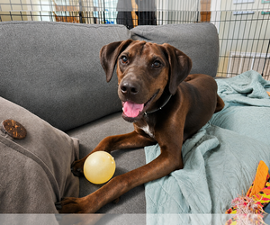 Labrador Retriever-Unknown Mix Dogs for adoption in Clovis, CA, USA